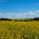 Canola Field